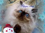 Beljapur Cattery Frosty - Persian Cat For Sale - Austin, TX, US