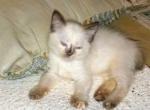 Pearl - Ragdoll Cat For Sale - New Bern, NC, US