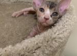 Heart - Sphynx Cat For Sale - Phoenix, AZ, US