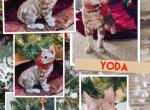 Yoda Snow Marble - Bengal Cat For Sale - Morgantown, IN, US