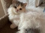 LITTLE VENUS - Minuet Cat For Sale - Brookings, OR, US