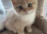 ORANGE JULIUS - Munchkin Cat For Sale - Brookings, OR, US