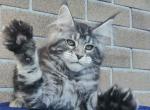 Wassara - Maine Coon Cat For Sale - Norwalk, CT, US