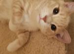 Non standard Munchkin Griffin - Munchkin Cat For Sale - Sullivan, MO, US