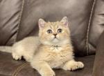 Scottish straight - Scottish Fold Cat For Sale - Renton, WA, US