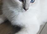 Josephine blue lynx mitted - Ragdoll Cat For Sale/Service - Tamarac, FL, US