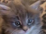 Sassy Bug - Maine Coon Cat For Sale - WI, US