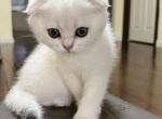 Renegade - Scottish Fold Cat For Sale - Houston, TX, US