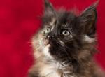 UA Mazurka Urmala - Maine Coon Cat For Sale - Brooklyn, NY, US