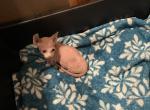 SIMBA Sphynx Pittsburgh Columbus Clevel - Sphynx Cat For Sale - New Castle, PA, US