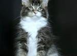 Emira - Maine Coon Cat For Sale - New York, NY, US