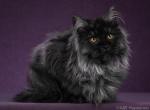 Narcissa - Maine Coon Cat For Sale - Norwalk, CT, US