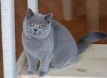 Alice - British Shorthair Cat For Sale - Norwalk, CT, US