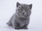 Ruedi - Munchkin Cat For Sale - Hollywood, FL, US