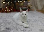 Snowball - Maine Coon Cat For Sale - NY, US