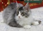 Casper - Maine Coon Cat For Sale - NY, US