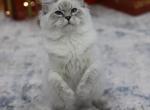 Murphy - Siberian Cat For Sale - NY, US