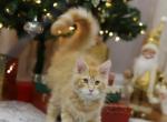 Leo - Maine Coon Cat For Sale - NY, US