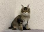 S'Lambo - Maine Coon Cat For Sale - Hollywood, FL, US