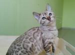 Jeila - Bengal Cat For Sale - Miami, FL, US