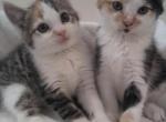 Domestic Calico Females - Domestic Cat For Sale - Dunn, NC, US