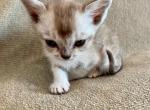 Queensboy - Burmese Cat For Sale - ID, US