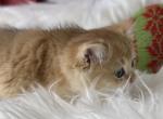 Gold chinchilla - British Shorthair Cat For Sale - Charlotte, NC, US