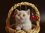 Ballu - British Shorthair Cat For Sale - Norwalk, CT, US