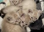 Olivias Xmas Litter - Siamese Cat For Sale - Louisville, KY, US