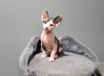 TICA black bi color - Sphynx Cat For Sale - Rockford, IL, US