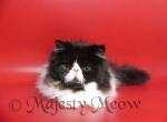 Teodor - Persian Cat For Sale - Yucca Valley, CA, US