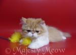 Axele - Persian Cat For Sale - Yucca Valley, CA, US