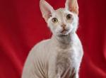 Eva Sphynx Donskoy - Devon Rex Cat For Sale - Miami, FL, US