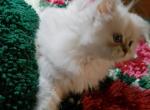 Lovable Blue Point Himalayan Kitten - Himalayan Cat For Sale - Perry, FL, US