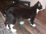 Beuregard - Manx Cat For Sale - New Bern, NC, US