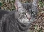 Half Hybrids - Toyger Cat For Adoption - New Bern, NC, US