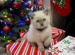 George - Scottish Fold Cat For Sale - Great Falls, VA, US