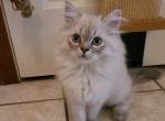 Himalayan Male Persian Kitten - Himalayan Cat For Sale - Greenville, OH, US