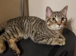 Munchkin nonstandard Vinnie - Munchkin Cat For Sale - Sullivan, MO, US