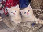 Cinnamon and Spice - Munchkin Cat For Sale - Denver, CO, US