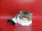 Betty - Exotic Cat For Sale - Yucca Valley, CA, US