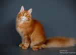 Dionis - Maine Coon Cat For Sale - New York, NY, US