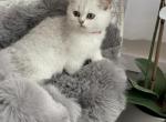 Chelsea - Scottish Straight Cat For Sale - Monroe, WA, US
