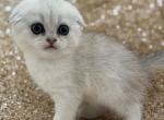 HERSHEY scottish fold female - Scottish Fold Cat For Sale - Sunnyvale, CA, US