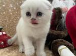 HENNESSY scottish fold male - Scottish Fold Cat For Sale - Sunnyvale, CA, US