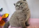 Talia - Scottish Straight Cat For Sale - Nicholasville, KY, US