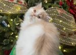 Bruno - Persian Cat For Sale - PA, US