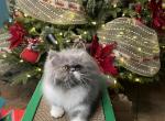 Celeste - Persian Cat For Sale - PA, US