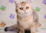 Zhiselle - British Shorthair Cat For Sale - Norwalk, CT, US