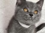 Mishel - British Shorthair Cat For Sale - Huntington, NY, US